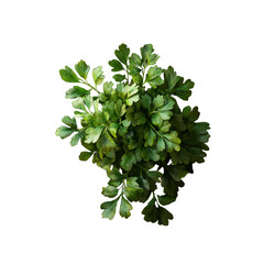 Fototapeta premium Lush Green Parsley Sprig Isolated on Black Background