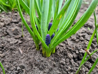 Obraz premium Blooming Blue Muscari: A Delicate Springtime Garden Display 
