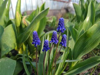 Blooming Blue Muscari: A Delicate Springtime Garden Display
