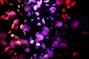 Sea jellies or Jellyfish in Institute building Marine Aquarium and Science Museum for thai people traveler travel visit learning aquatic animals sea life in Chonburi, Thailand