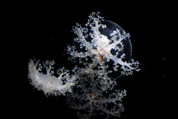 Sea jellies or Jellyfish in Institute building Marine Aquarium and Science Museum for thai people traveler travel visit learning aquatic animals sea life in Chonburi, Thailand