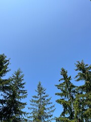 In the two-part photograph, the blue sky can be seen at the top and green coniferous trees at the bottom