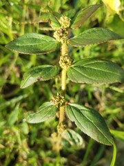 Close-up of a Euphorbia Hirta, Herbal Plant Patikan Kebo 
