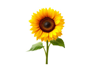 Obraz premium Single sunflower isolated on black background vibrant yellow petals, Isolated On Transparent Background