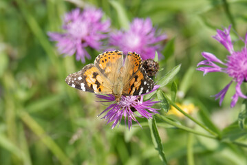 Painted Lady (Vanessa Cardui) Butterfly sitting on a pink scabiosa in Zurich, Switzerland