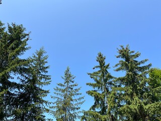 In the two-part photograph, the blue sky can be seen at the top and green coniferous trees at the bottom