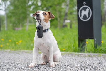 Adorable Dog with Waste Bag Ready for a Walk. 