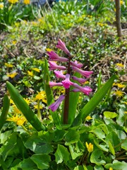Fototapeta premium Blooming Hyacinth in Spring Garden 