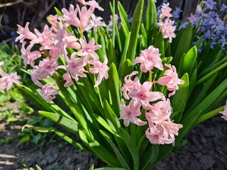 Blooming Hyacinth in Spring Garden

