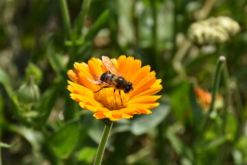 Radiant Calendula Flowers in Bloom
