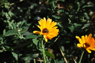 Radiant Calendula Flowers in Bloom

