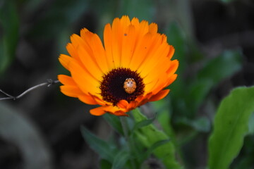 Radiant Calendula Flowers in Bloom
