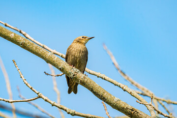 Common grackle on branch