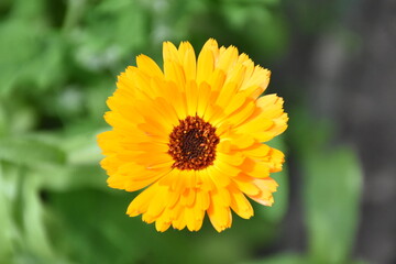 Radiant Calendula Flowers in Bloom

