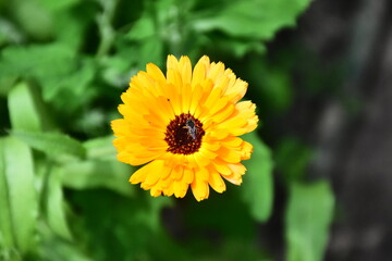 Radiant Calendula Flowers in Bloom
