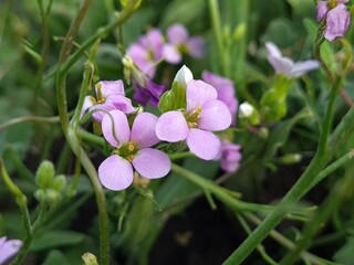 Purple Arabis Flower in Bloom
