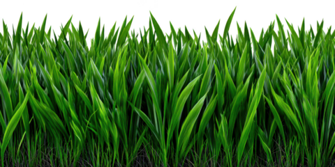 Lush green grass blades isolated on transparent background