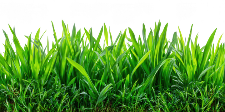 Lush green grass blades isolated on transparent background