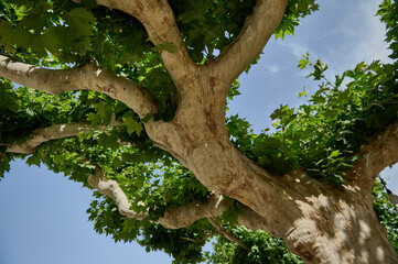 Fototapeta premium Tranquil View of Lush Tree Canopy Against Clear Blue Sky