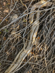 726-89 Roots and Branches