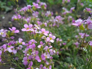 Purple Arabis Flower in Bloom
