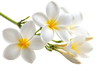 Naklejka premium Frangipani flower isolated on white background