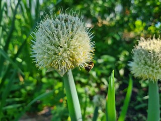 Stunning Display: Blooming Allium in Full Glory
