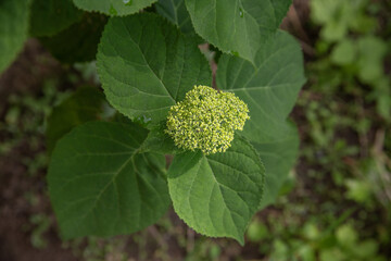 Young Green Hydrangea Bud Cluster with Large Leaves in Garden