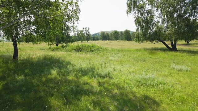 Green trees and grass in a forest meadow at sunny day. Flying between the trees. Beautiful summer landscape
