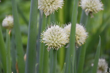 Stunning Display: Blooming Allium in Full Glory
