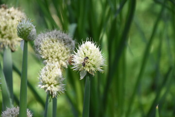 Vibrant Blooming Alliums: A Spherical Display in the Garden
