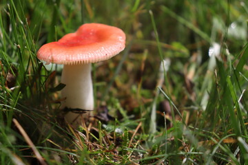 fly agaric mushroom