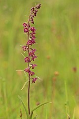 Braunrote Stendelwurz (Epipactis atrorubens) auf Kalkmagerrasen