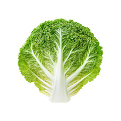 Fresh Green Napa Cabbage Leaf Isolated on Black Background