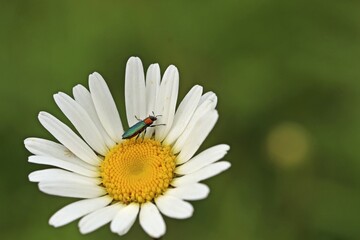 Weiblicher Glänzender Blütenprachtkäfer (Anthaxia nitidula) mit Spinne auf Margerite