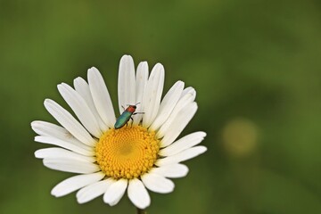 Fototapeta premium Weiblicher Glänzender Blütenprachtkäfer (Anthaxia nitidula) mit Spinne auf Margerite