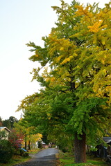 Naklejka premium 村松蛭野地区の紅葉（新潟県）