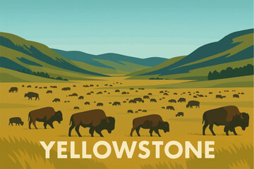 Bison in Lamar Valley

