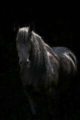 Blackphoto of black Murgese horse, rare breed