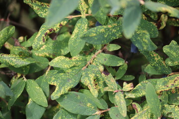 Honeysuckle or honeyberry (Lonicera caerulea) leaves damage by honeysuckle-grass aphid (Rhopalomyzus lonicerae, syn. Rhopalosiphum lonicerae) in garden