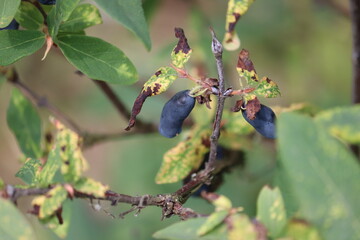 Honeysuckle or honeyberry (Lonicera caerulea) leaves damage by honeysuckle-grass aphid (Rhopalomyzus lonicerae, syn. Rhopalosiphum lonicerae) in garden