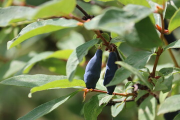 Branch of honeysuckle or honeyberry (Lonicera caerulea) with ripe blue fruits and leaves in summer...
