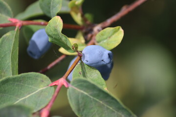 Branch of honeysuckle or honeyberry (Lonicera caerulea) with ripe blue fruits and leaves in summer garden