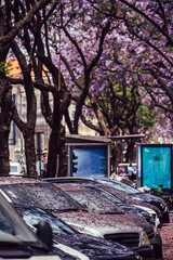 Parked cars covered in purple jacaranda tree foliage in Lisbon, Portugal