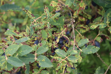 Honeysuckle or honeyberry (Lonicera caerulea) leaves damage by honeysuckle-grass aphid...