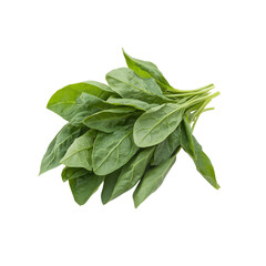 Fresh Bunch of Spinach Leaves Isolated on Black Background