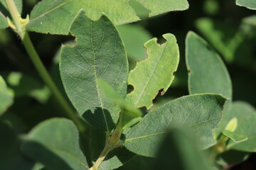 Honeysuckle or honeyberry (Lonicera caerulea) leaves damage by imago of blue jewel beetle (Agrilus cyanescens)