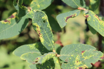 Honeysuckle or honeyberry (Lonicera caerulea) leaves damage by honeysuckle-grass aphid (Rhopalomyzus lonicerae, syn. Rhopalosiphum lonicerae) in garden