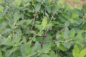 Dry honeysuckle or honeyberry (Lonicera caerulea) branches. Damage caused by larva of blue jewel beetle (Agrilus cyanescens)