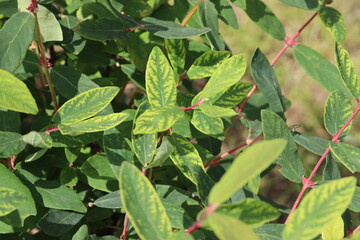 Interveinal chlorosis of honeysuckle or honeyberry (Lonicera caerulea) leaves caused by...